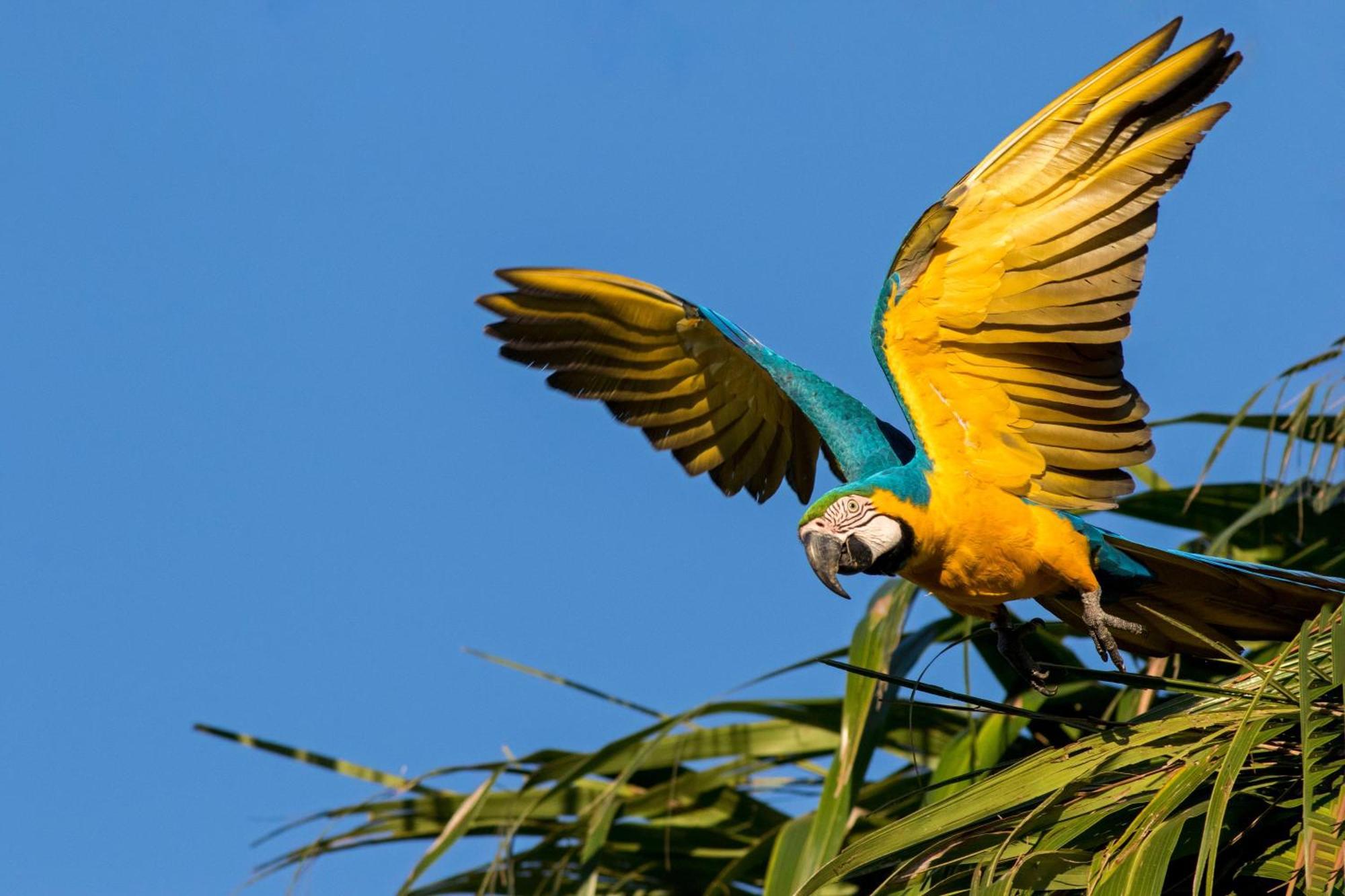 Caiman Lodge - Cuyabeno Nature Amazon Tour ภายนอก รูปภาพ