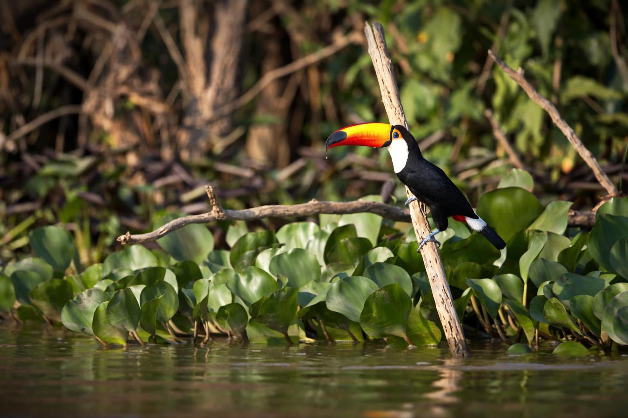 Caiman Lodge - Cuyabeno Nature Amazon Tour ภายนอก รูปภาพ