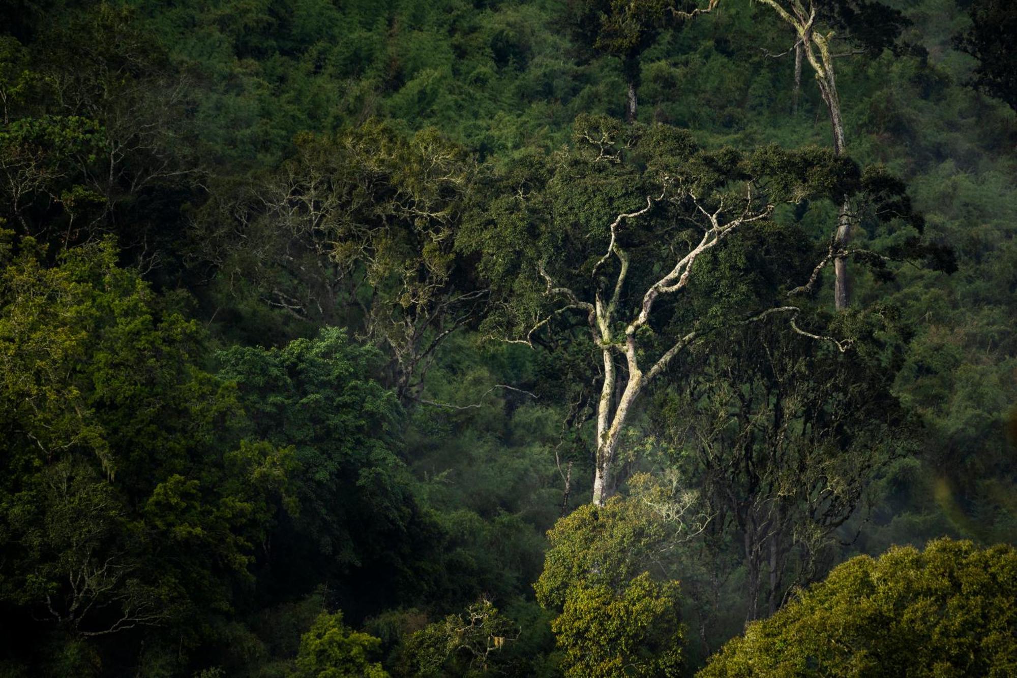 Caiman Lodge - Cuyabeno Nature Amazon Tour ภายนอก รูปภาพ